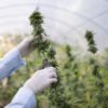 Scientist with mask and glasses checking and analizing hemp plants in a greenhouse.Concept of herbal alternative medicine, cbd oil, pharmaceutical industry.